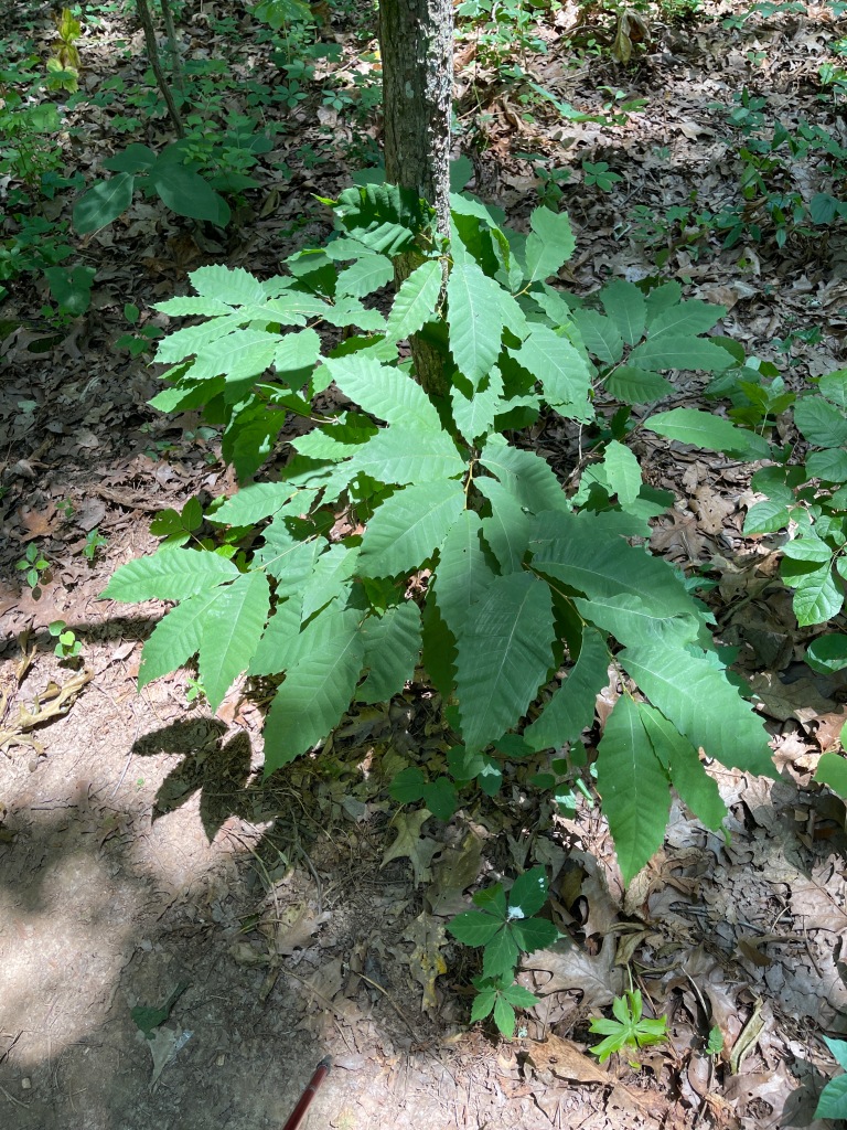Image of an American Chestnut tree.  The trunk is bare, and there are shoots coming up from the rootstock.